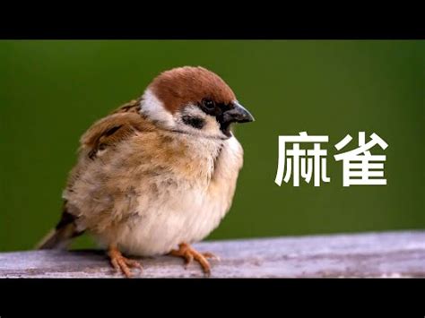 自來鳥|【鳥來家裡】「家中突然來了一隻鳥，你知道它帶來了。